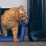Pet Taxi Uk to Europe: How to Make Your Pet Transport More Secure?
