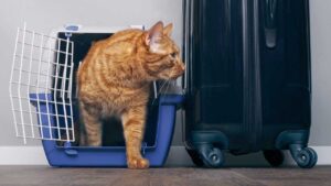 Pet Taxi Uk to Europe: How to Make Your Pet Transport More Secure?