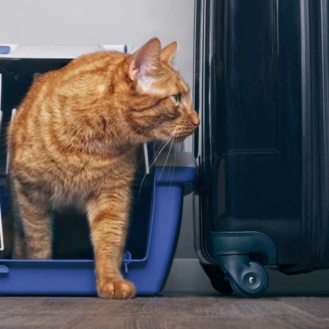 Pet Taxi Uk to Europe: How to Make Your Pet Transport More Secure?