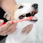 Comprehensive Guide to Emergency Dog Vet Care in South Calgary