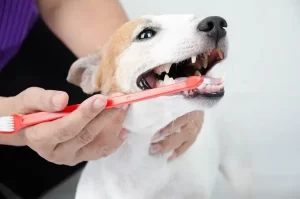 Comprehensive Guide to Emergency Dog Vet Care in South Calgary