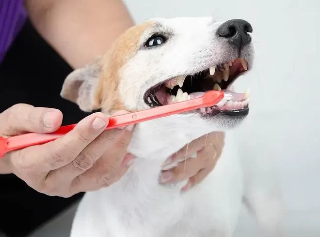 Comprehensive Guide to Emergency Dog Vet Care in South Calgary