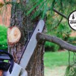How Do I Know If That Tree in My Yard Is About to Fall?