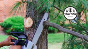How Do I Know If That Tree in My Yard Is About to Fall?