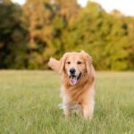 How to Introduce Family-Friendly Dog Breeds to Your Home
