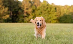 How to Introduce Family-Friendly Dog Breeds to Your Home