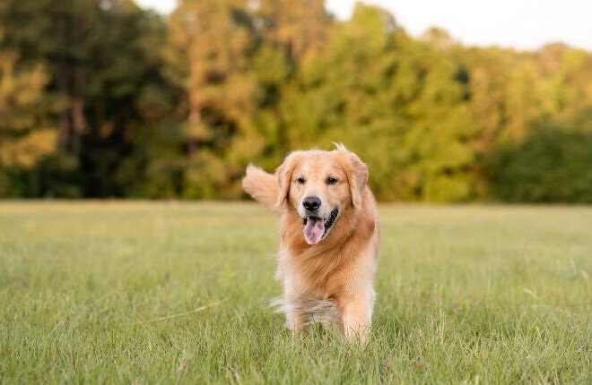 How to Introduce Family-Friendly Dog Breeds to Your Home