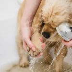 How Do You Prepare Your Dog for Their First Salon Visit?
