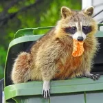 Why Do Raccoons Dig Through Garbage and How to Stop Them