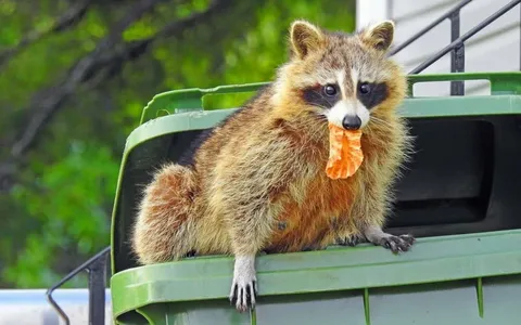 Why Do Raccoons Dig Through Garbage and How to Stop Them