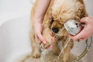 How Do You Prepare Your Dog for Their First Salon Visit?