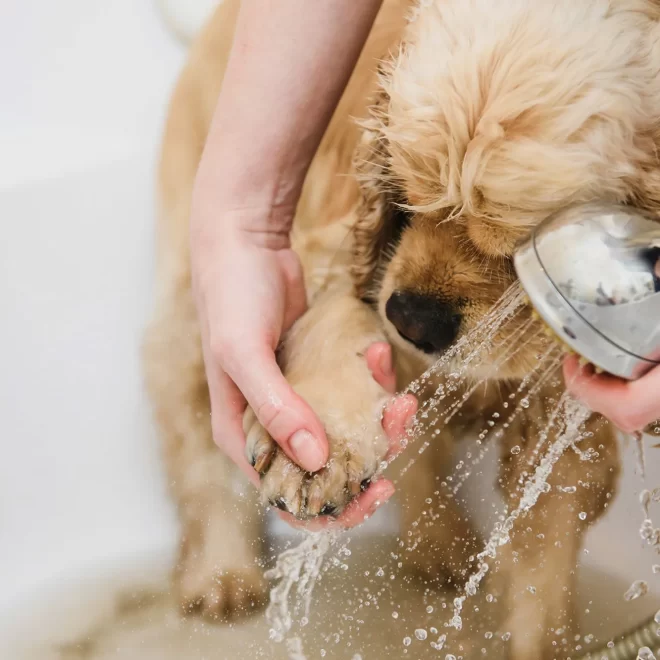 How Do You Prepare Your Dog for Their First Salon Visit?