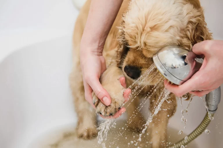 How Do You Prepare Your Dog for Their First Salon Visit?
