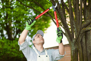 Tree Trimming: The Key to Healthy and Beautiful Trees