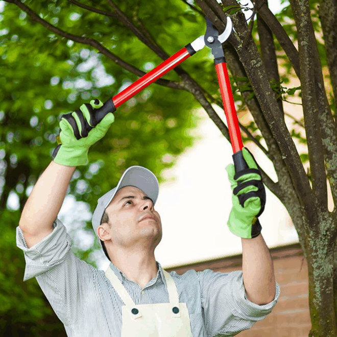 Tree Trimming: The Key to Healthy and Beautiful Trees