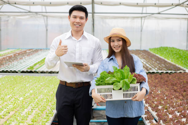 Why You Need a Hydroponic Consultant for Farming Projects