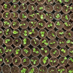 Discover Quality Cannabis Seeds at AmsterdamMarijuanaSeeds.com