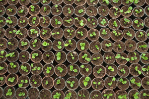 Discover Quality Cannabis Seeds at AmsterdamMarijuanaSeeds.com