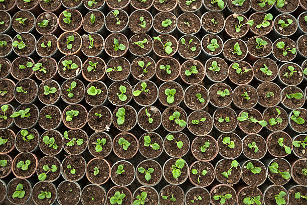 Discover Quality Cannabis Seeds at AmsterdamMarijuanaSeeds.com