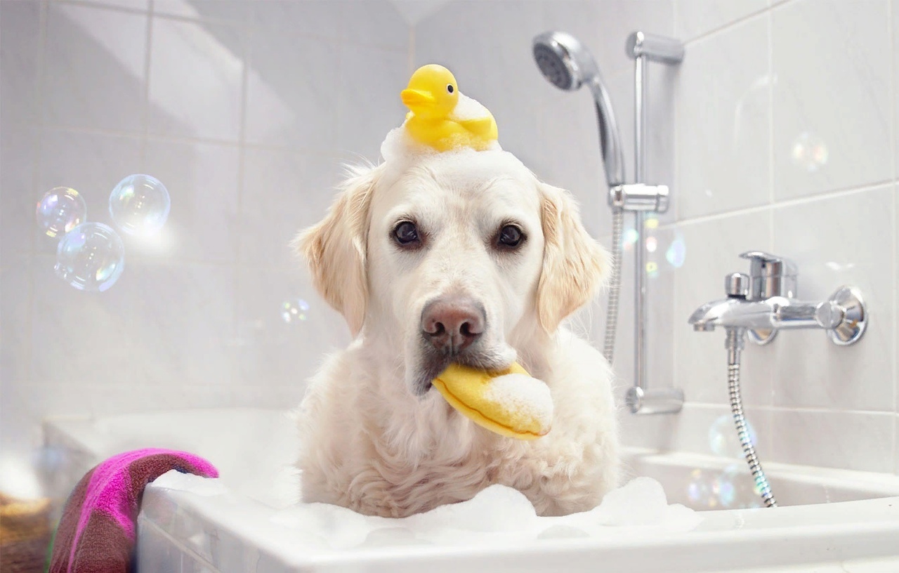 Dog Deshedding Services