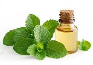 Peppermint Oil Bulk Suppliers & Manufacturers