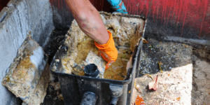 Why Professional Mold Removal is Important
