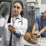 Expert Orthopaedic Veterinarian for Advanced Pet Care