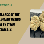 Unique Balance of the Cherry Slimeade Hybrid Strain by Titan Botanicals