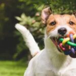 Why Call Centre Outsourcing Is Gaining Popularity in the UK dog transportation service Hoboken