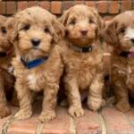 Australian Labradoodle Breeder