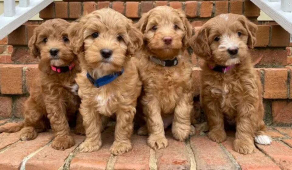 Australian Labradoodle Breeder