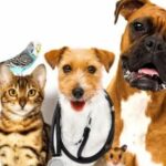 Manhattan veterinarian