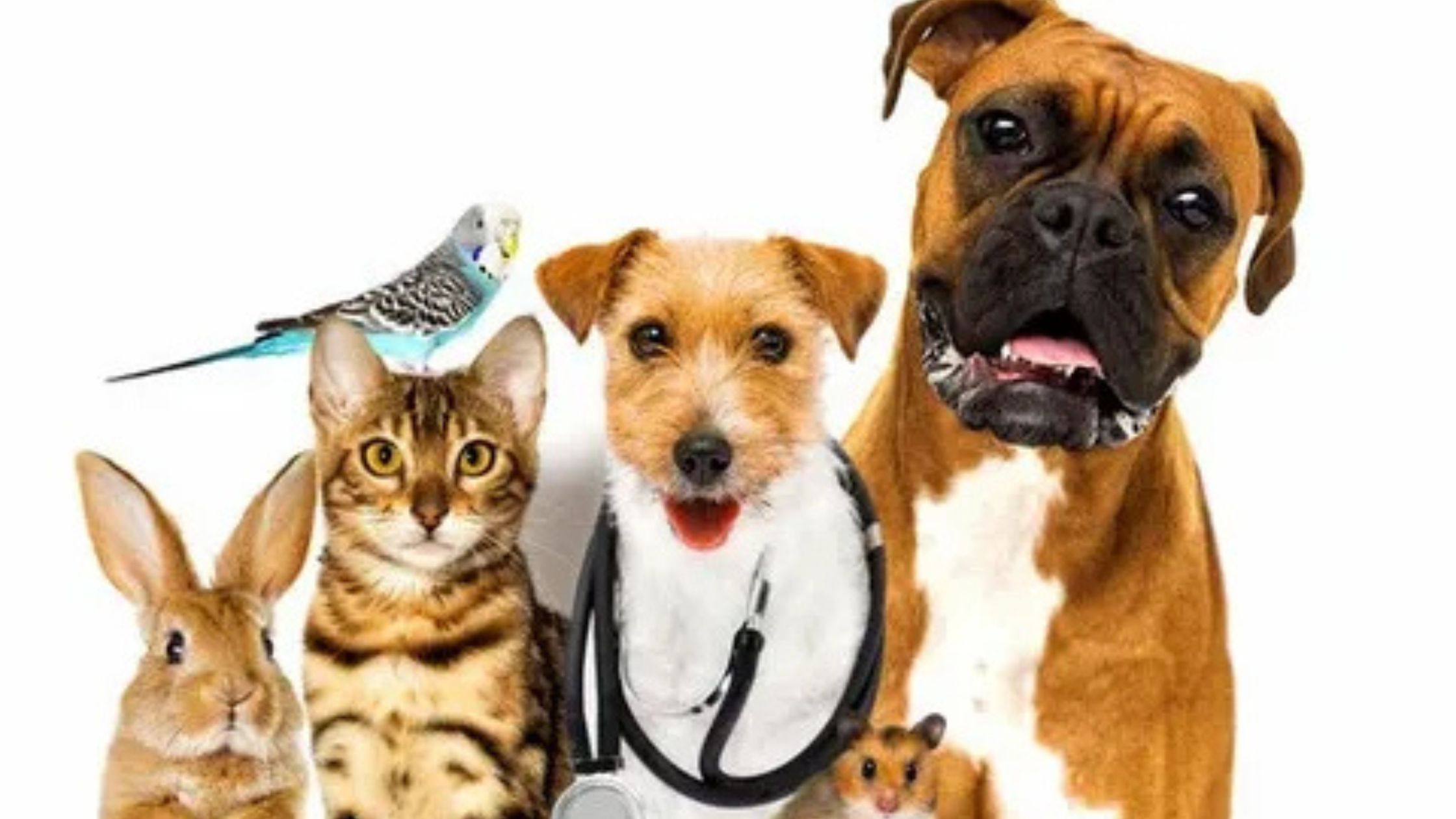 Manhattan veterinarian